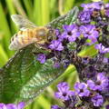 Heliotropium Peruvianum